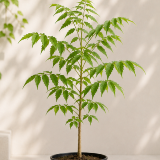 Neem Palm (2)