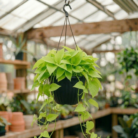 Neon Pothos (1)