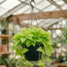 Neon Pothos (2)