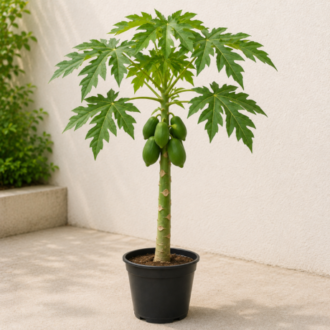 Papaya Plant | Carica Papaya