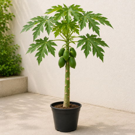 Papaya (1) Papaya (1)