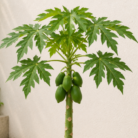 Papaya (2)