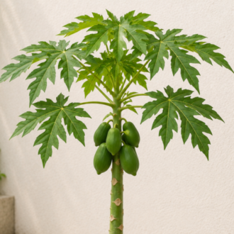 Papaya (2)