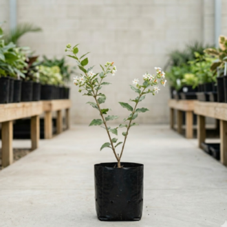 Crape Jasmine | Tabernaemontana Divaricata