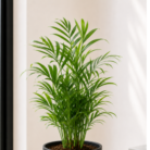 Parlor Palm one