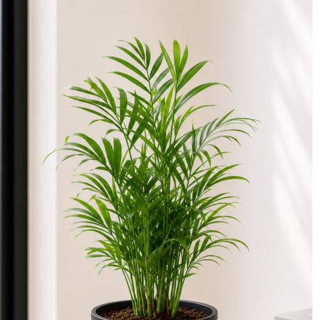 Parlor Palm one Parlor Palm one