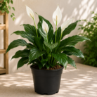 Peace Lilly
