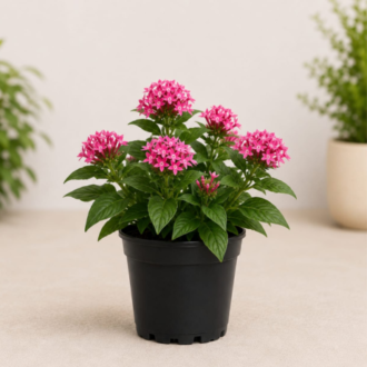 Pentas | Pentas lanceolata