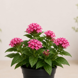 Pentas (2)