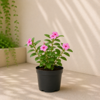 Periwinkle | Catharanthus Roseus