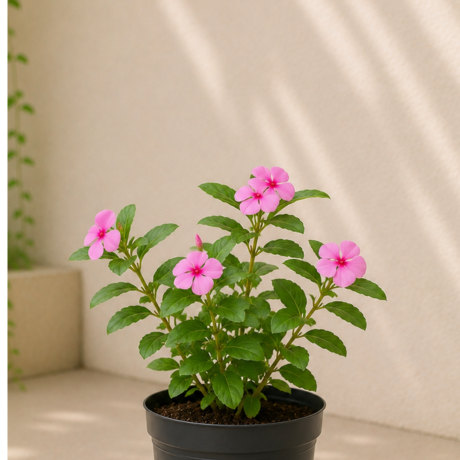 Periwinkle (2) Periwinkle (2)
