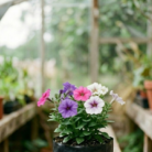Petunia (2)