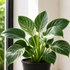 Philodendron Birkin one