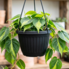 Philodendron Brasil (2)