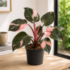 Philodendron Pink Princess