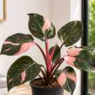 Philodendron Pink Princess one