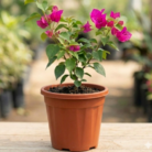 Pink Bougainvillea potted in 12 Pot (1)