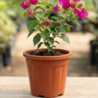 Pink Bougainvillea potted in 12 Pot (2)