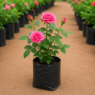 Pink Rose