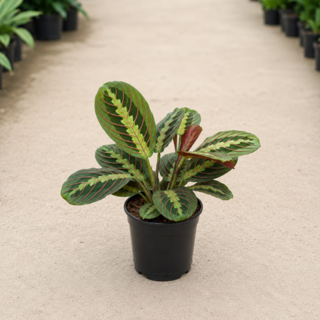 Player plant one Player plant one
