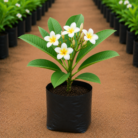 Plumeria