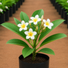 Plumeria one