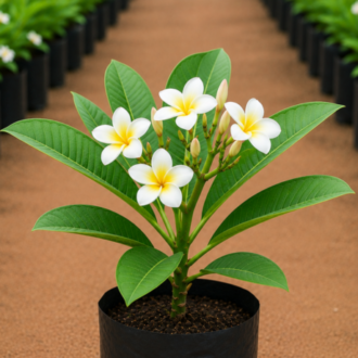 Plumeria one