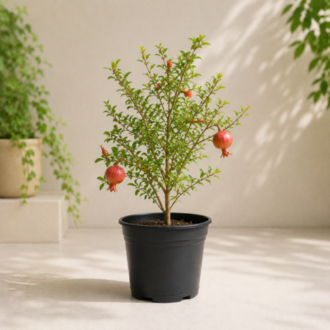 Pomegranate Plant | Punica Granatum