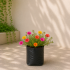 Portulaca (1)
