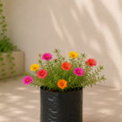 Portulaca (2)
