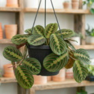 Prayer Plant (1)