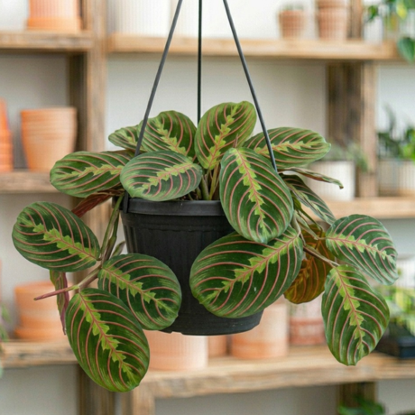 Prayer Plant (1) Prayer Plant (1)