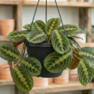 Prayer Plant (2)
