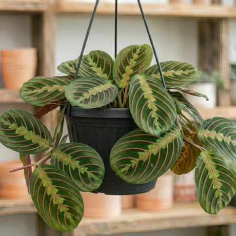 Prayer Plant (2) Prayer Plant (2)