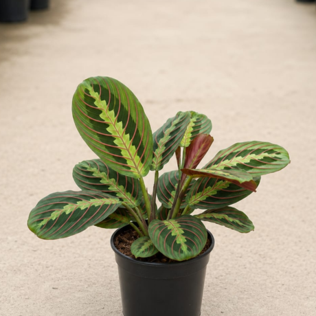 Prayer Plant Prayer Plant
