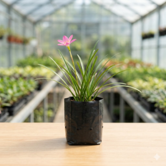 Rain Lily | Zephyranthes Candida