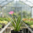 Rain Lilly (2)