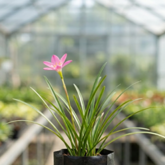 Rain Lilly (2)