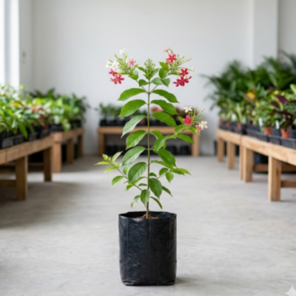 Rangoon Creeper | Combretum Indicum
