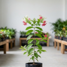 Rangoon Creeper (2)