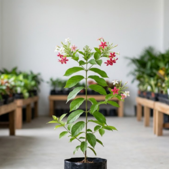 Rangoon Creeper (2)