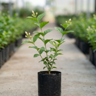 Raat Ki Rani | Cestrum Nocturnum