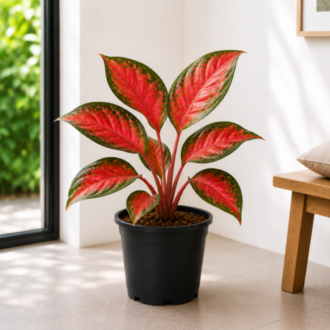 Red Aglaonema (Red Angel) | Aglaonema Commutatum
