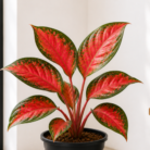 Red Aglaonema one