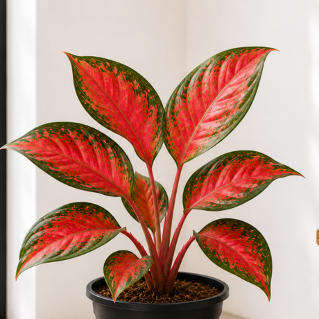 Red Aglaonema one Red Aglaonema one