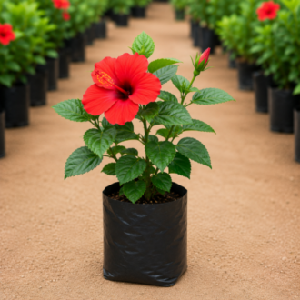 Hibiscus (Red,Pink Color) | Hibiscus Rosa-Sinensis