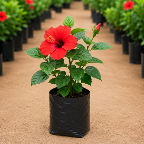 Red Hibiscus Red Hibiscus