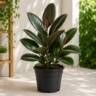 Rubber Plant