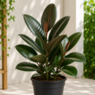 Rubber Plant one