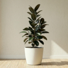 Rubber plant (1)